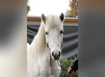 IJslander, Merrie, 14 Jaar, 138 cm, Schimmel