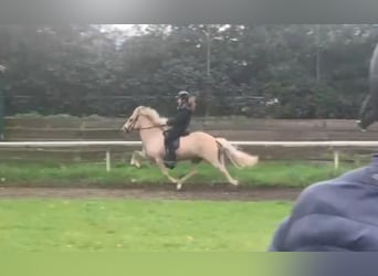 IJslander, Merrie, 14 Jaar, 139 cm, Palomino