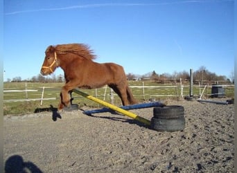 IJslander, Merrie, 14 Jaar, 140 cm, Vos