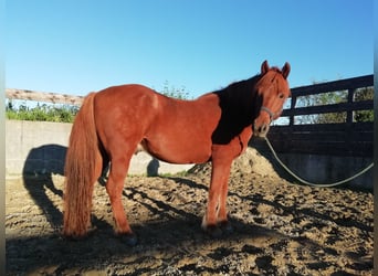 IJslander, Merrie, 14 Jaar, 140 cm, Vos
