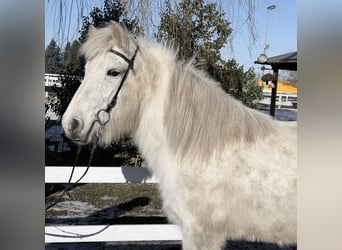 IJslander, Merrie, 14 Jaar, 143 cm, Schimmel