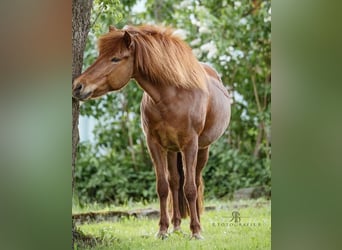 IJslander, Merrie, 14 Jaar, 145 cm, Vos