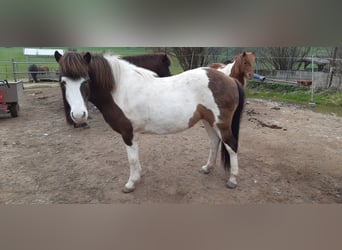 IJslander, Merrie, 14 Jaar, Gevlekt-paard