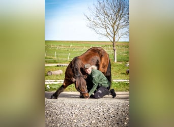 IJslander, Merrie, 15 Jaar, 135 cm, Bruin