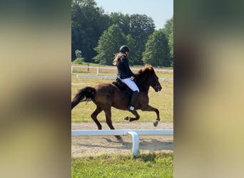IJslander, Merrie, 15 Jaar, 139 cm, Zwart