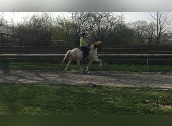 IJslander, Merrie, 15 Jaar, 141 cm, Gevlekt-paard