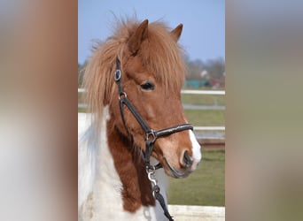 IJslander, Merrie, 15 Jaar, 141 cm, Gevlekt-paard