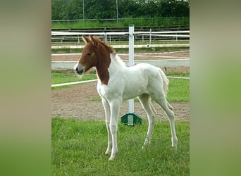 IJslander, Merrie, 15 Jaar, 141 cm, Gevlekt-paard