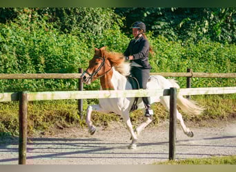 IJslander, Merrie, 15 Jaar, 141 cm, Gevlekt-paard