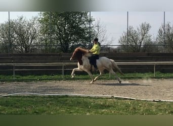 IJslander, Merrie, 15 Jaar, 141 cm, Gevlekt-paard