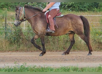 IJslander, Merrie, 15 Jaar, 142 cm, Buckskin