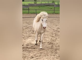 IJslander, Merrie, 16 Jaar, 133 cm, Cremello