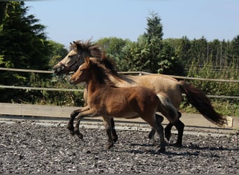 IJslander, Merrie, 16 Jaar, 138 cm, Buckskin