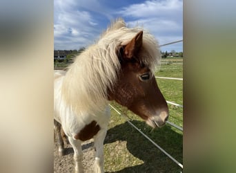 IJslander Mix, Merrie, 16 Jaar, 139 cm, Gevlekt-paard
