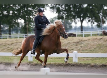 IJslander, Merrie, 16 Jaar, 142 cm, Donkere-vos