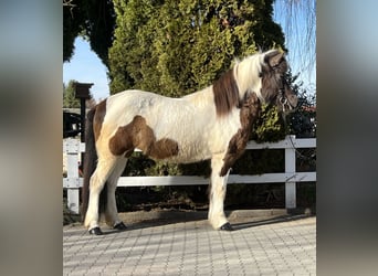 IJslander, Merrie, 16 Jaar, 143 cm, Gevlekt-paard