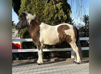 IJslander, Merrie, 16 Jaar, 143 cm, Gevlekt-paard