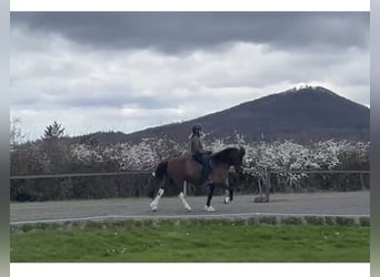 IJslander, Merrie, 16 Jaar, 144 cm, Gevlekt-paard
