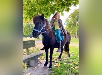 IJslander, Merrie, 17 Jaar, 137 cm, Zwartbruin