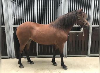 IJslander, Merrie, 18 Jaar, 136 cm, Bruin