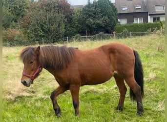 IJslander, Merrie, 18 Jaar, 143 cm, Donkerbruin