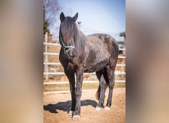 IJslander Mix, Merrie, 18 Jaar, 146 cm, Zwart