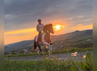 IJslander, Merrie, 19 Jaar, 136 cm, Gevlekt-paard
