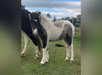 IJslander, Merrie, 1 Jaar, 138 cm, Gevlekt-paard