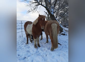 IJslander, Merrie, 1 Jaar, 138 cm, Gevlekt-paard