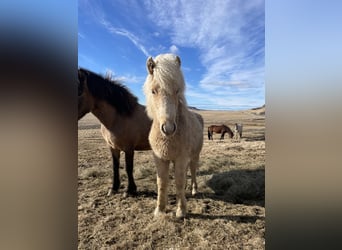 IJslander, Merrie, 1 Jaar, 138 cm, Palomino