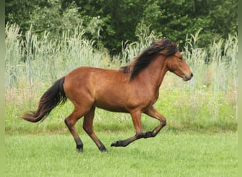 IJslander, Merrie, 1 Jaar, 140 cm, Bruin