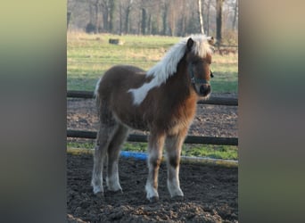 IJslander, Merrie, 1 Jaar, 140 cm, Gevlekt-paard
