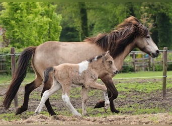IJslander, Merrie, 1 Jaar, 140 cm, Gevlekt-paard