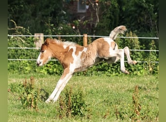 IJslander, Merrie, 1 Jaar, 140 cm