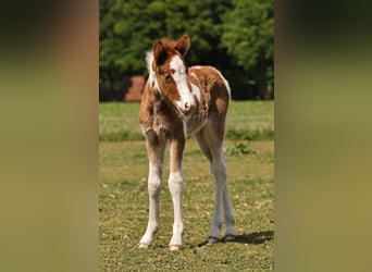 IJslander, Merrie, 1 Jaar, 140 cm