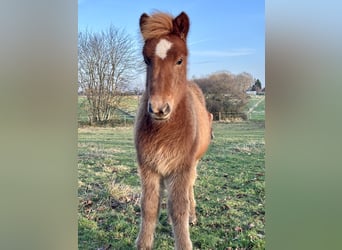 IJslander, Merrie, 1 Jaar, 140 cm, Vos