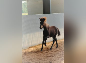 IJslander, Merrie, 1 Jaar, 140 cm, Zwart