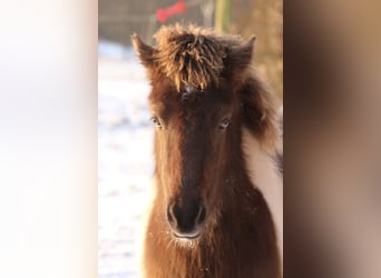 IJslander, Merrie, 1 Jaar, 142 cm