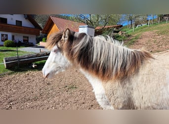 IJslander, Merrie, 1 Jaar, 145 cm, Gevlekt-paard
