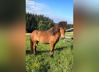 IJslander, Merrie, 1 Jaar, Bruin