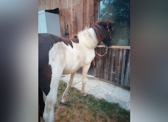 IJslander, Merrie, 1 Jaar, Gevlekt-paard