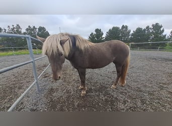 IJslander, Merrie, 1 Jaar, Zwartbruin