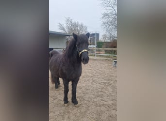 IJslander, Merrie, 20 Jaar, 135 cm, Zwart