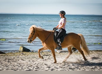 IJslander, Merrie, 21 Jaar, 144 cm, Vos