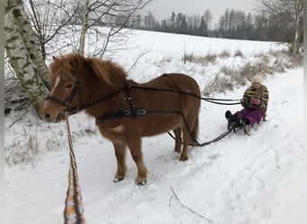IJslander Mix, Merrie, 24 Jaar, 112 cm, Vos