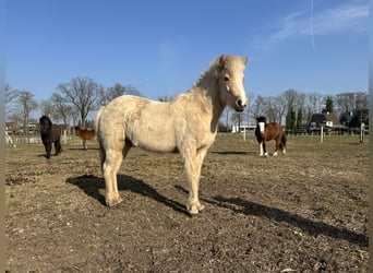 IJslander, Merrie, 2 Jaar, 132 cm, Cremello