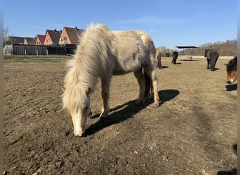 IJslander, Merrie, 2 Jaar, 132 cm, Cremello