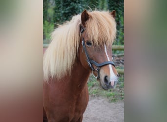 IJslander, Merrie, 2 Jaar, 132 cm, Cremello