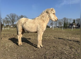 IJslander, Merrie, 2 Jaar, 132 cm, Cremello
