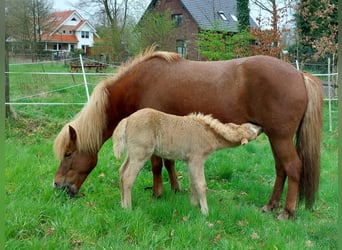 IJslander, Merrie, 2 Jaar, 132 cm, Cremello